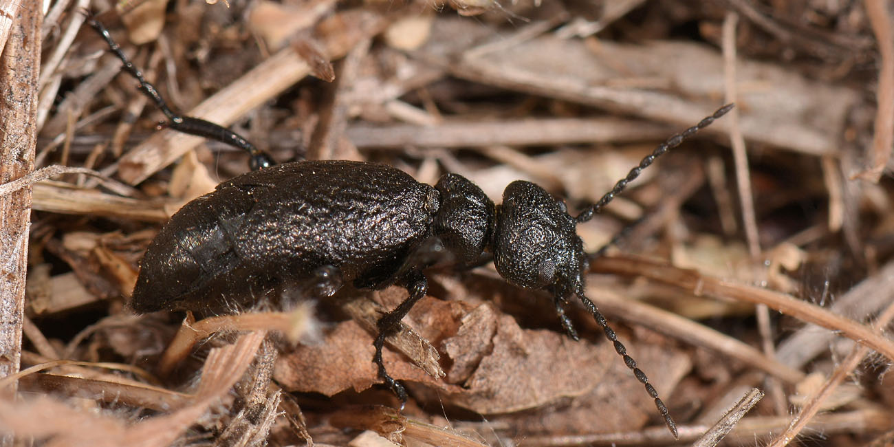 Meloidae:  Meloe ganglbaueri? Forse M. mediterraneus